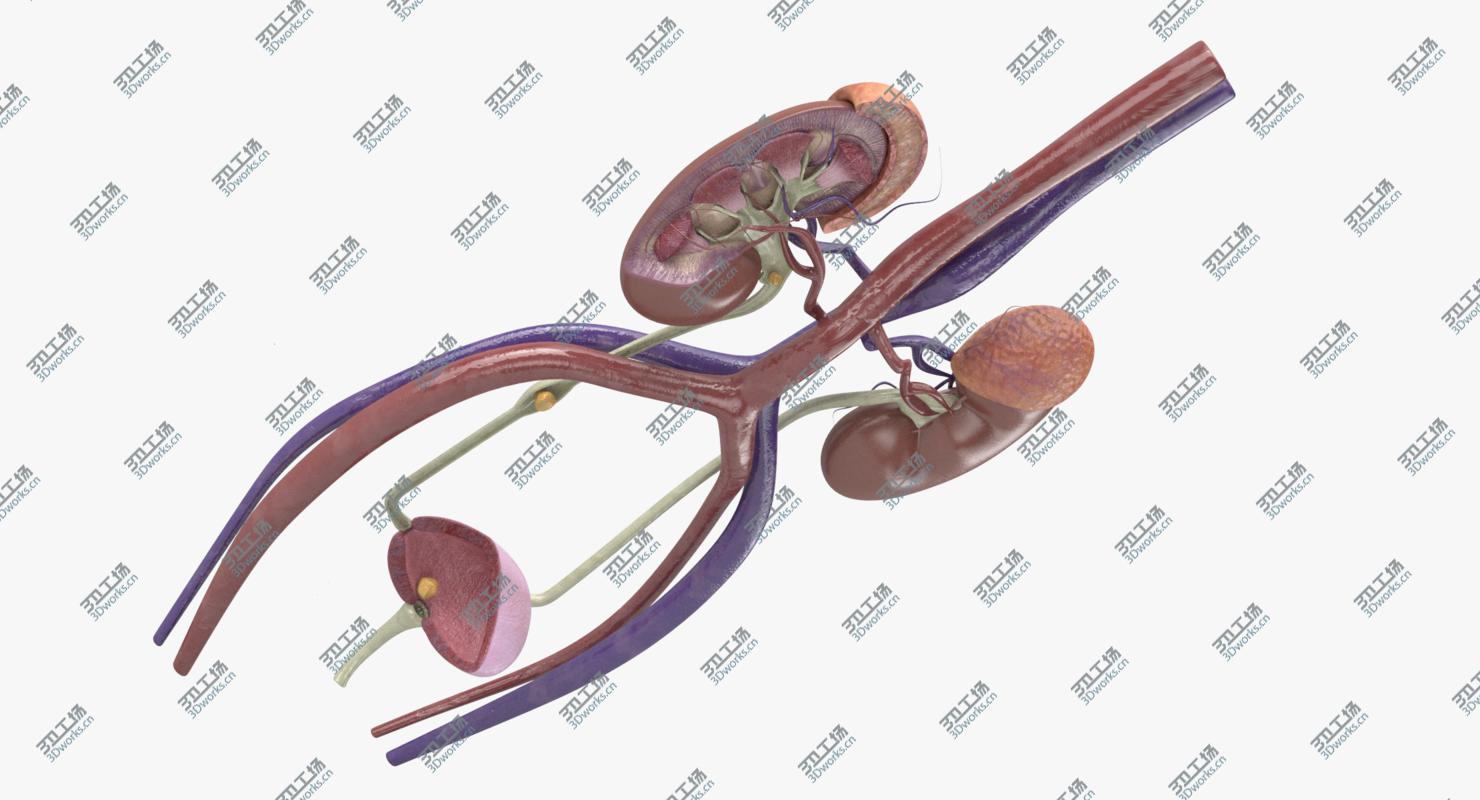 images/goods_img/2021040164/3D Female Urinary Tract/2.jpg